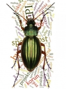 Realitní léto: trh zachraňoval furor Vítcae