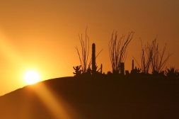 Zelené střechy – izolační spása měst?